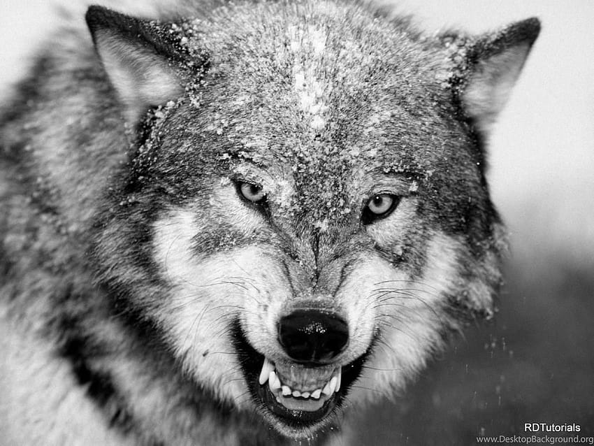 Black And White Wolf Wallpaper 73 images