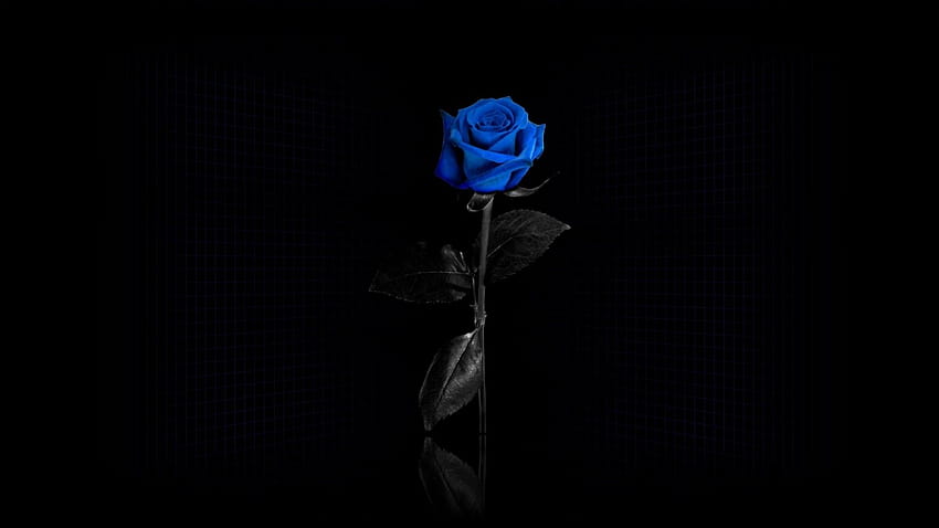 Blue Roses, aesthetic rose 1920x1080 HD wallpaper