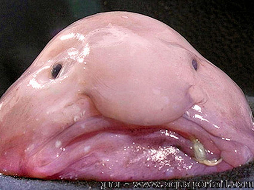 Looks like meat fat but it is actually a Blobfish.....nice HD wallpaper