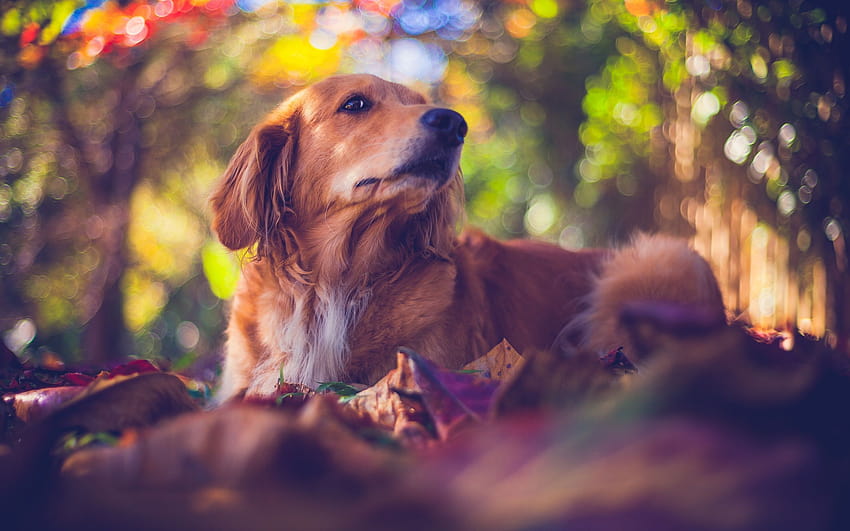 Golden Retriever, bokeh, labrador, dogs, autumn, forest, pets, cute dogs, Golden Retriever Dog with resolution 2560x1600. High Quality, labrador autumn HD wallpaper