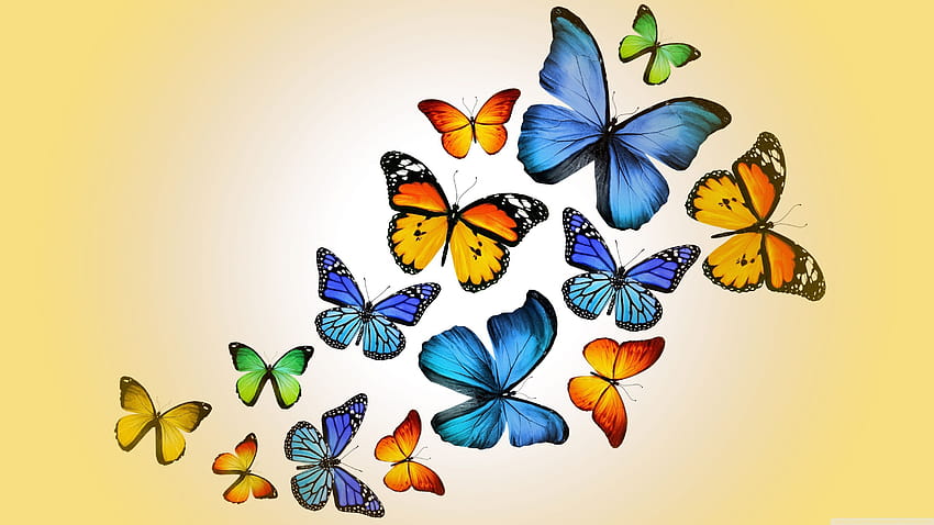 Butterflies Ultra Backgrounds for U TV, animal butterfly HD wallpaper