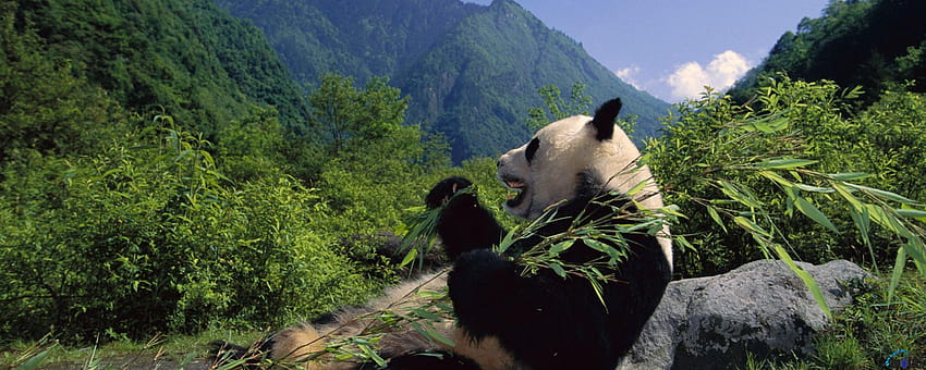 Pandas vermelhos e mudanças climáticas – Red Panda Network, sanda panda nature papel de parede HD