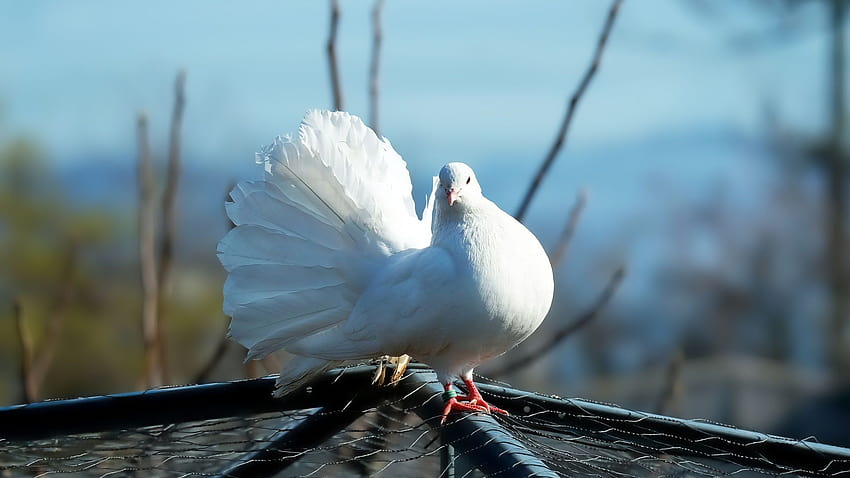 White Dove, Feathers, Cute Bird, , Background, Hzxdcn HD wallpaper