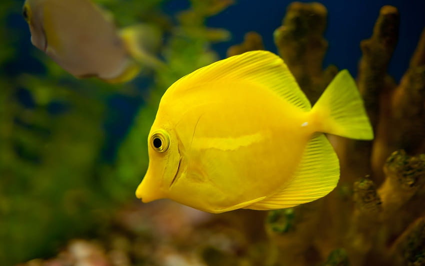 Aquarium Fish Yellow Tang Fish Animals Library [1600x1000] for your , Mobile & Tablet, parrot fish HD wallpaper