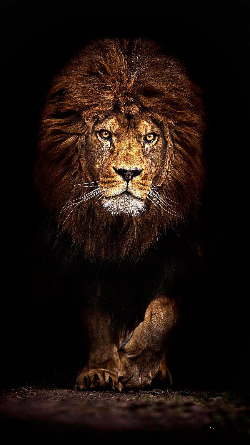 Singa yang luar biasa, singa yang menakutkan wallpaper ponsel HD