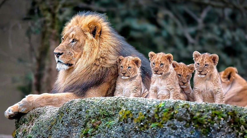 León y leones bebés, naturaleza, animales, animales bebés, temas de  animales • Para ti, lindos leones bebés fondo de pantalla | Pxfuel