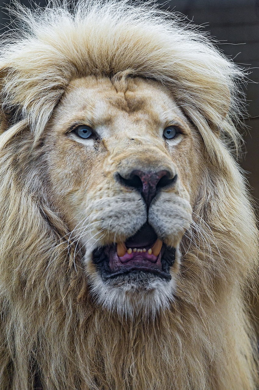 El mejor elefante con cachorro de león, los leones abren la boca fondo de pantalla del teléfono