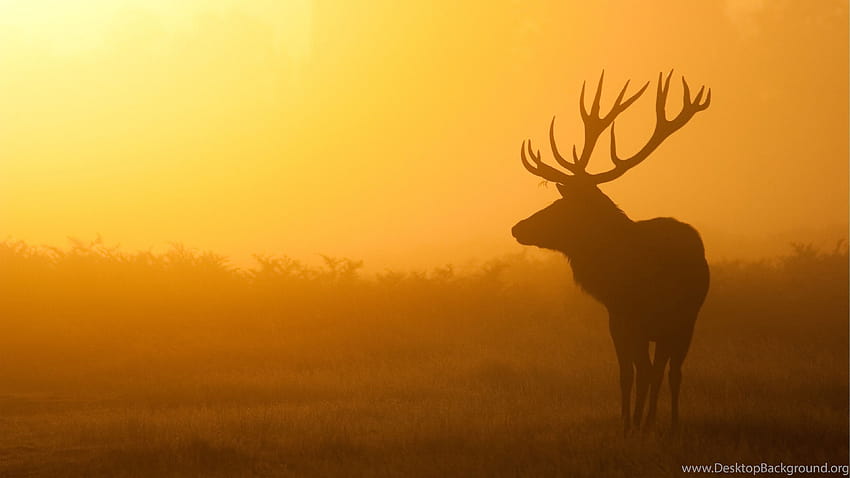 3840x2160 Deer, Sunrise, Mist, Shadow Ultra ... Backgrounds, deer pc HD wallpaper