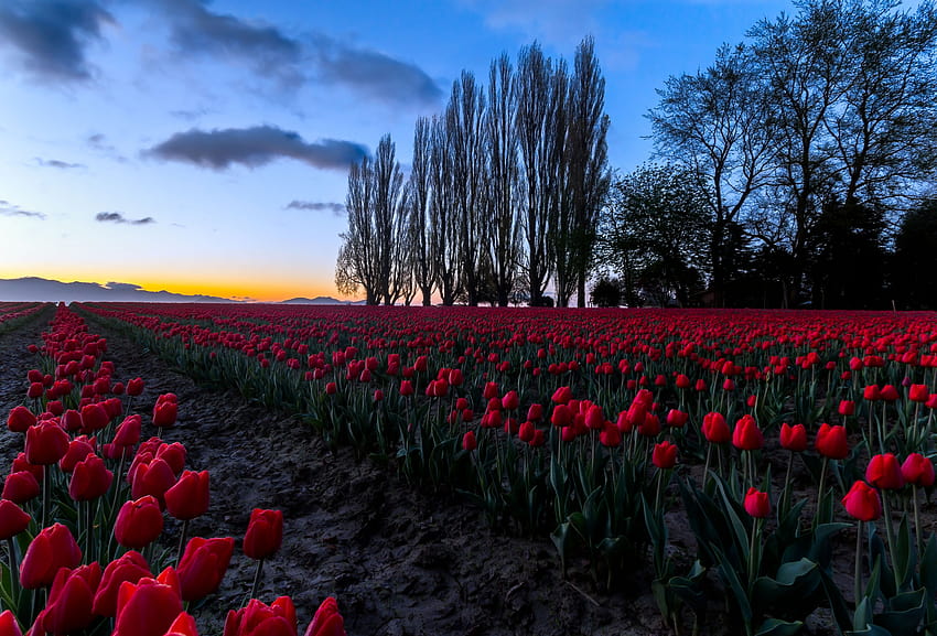 Skagit.Valley.Tulip.Fields.original.17063.jpg, Tulip Field At Dawn HD ...