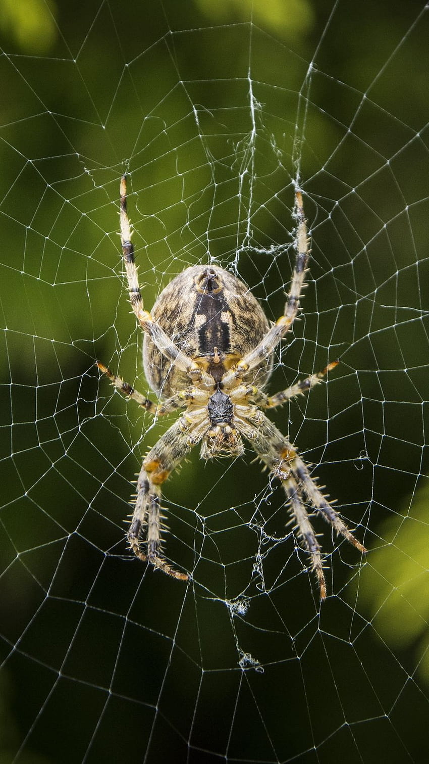 Araneus Diadematus, Spider, Web, European, real spiders HD phone wallpaper