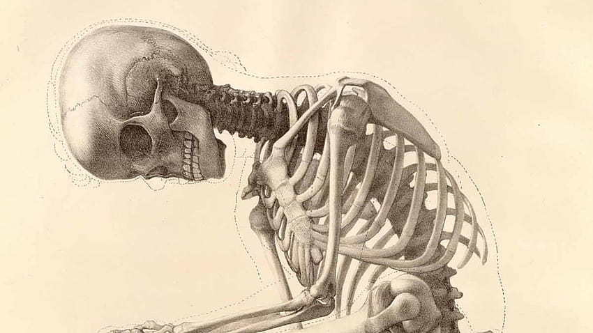 szkielet ludzki szkielet anatomii kości 1200x1642 [1680x1050] na telefon komórkowy i tablet, ludzki szkielet Tapeta HD