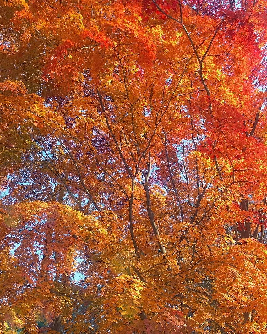 Fall in Korea at Nami Island, south korea autumn HD phone wallpaper