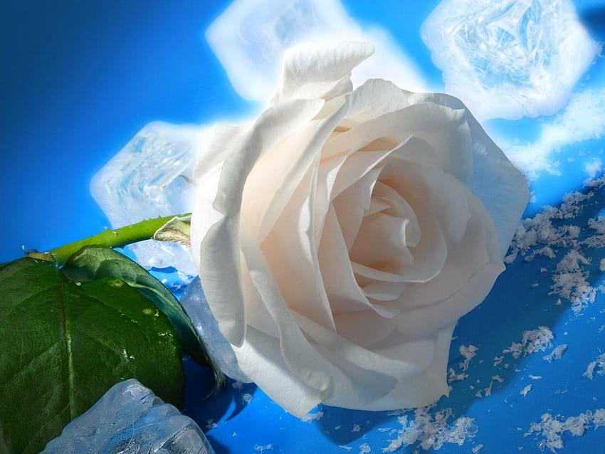 꽃: 자연 아이스 핫 화이트 로즈 체리 레드 튤립 꽃, 흰 장미 배경 HD 월페이퍼