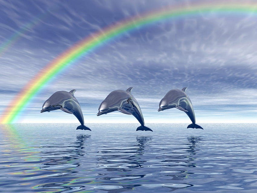 Dolphin Rainbow 18746 HD wallpaper