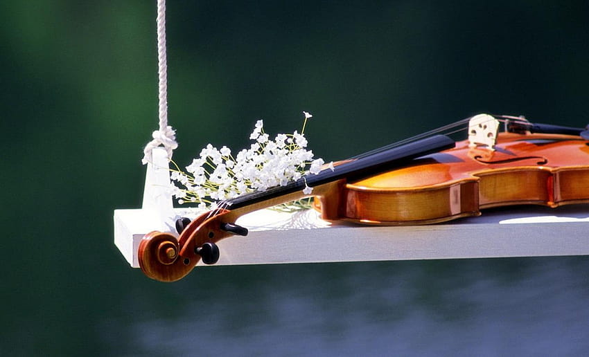 Violin Musical Instruments, violin graphy HD wallpaper