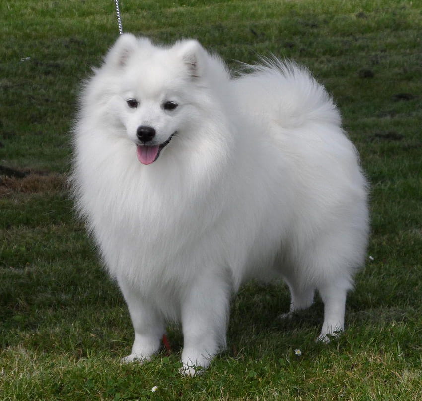 Health tested, CHAMPION Japanese Spitz, Stud only HD wallpaper