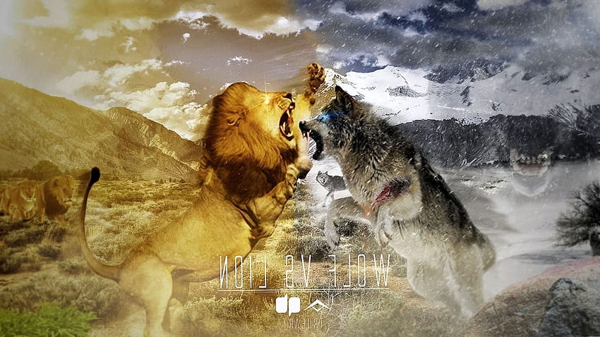 Wolf Vs Lion, lion fight HD wallpaper