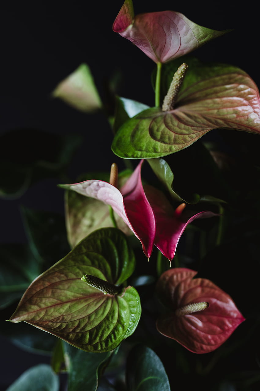 Beautiful flowers from an Anthurium houseplant available at The, anthurium hydrangea HD phone wallpaper
