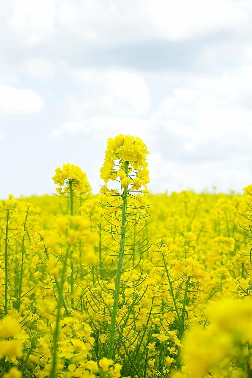 : field of rapeseeds, blütenmeer, yellow, flowers, yellow canola field HD phone wallpaper