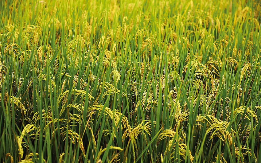 rice plant HD wallpaper