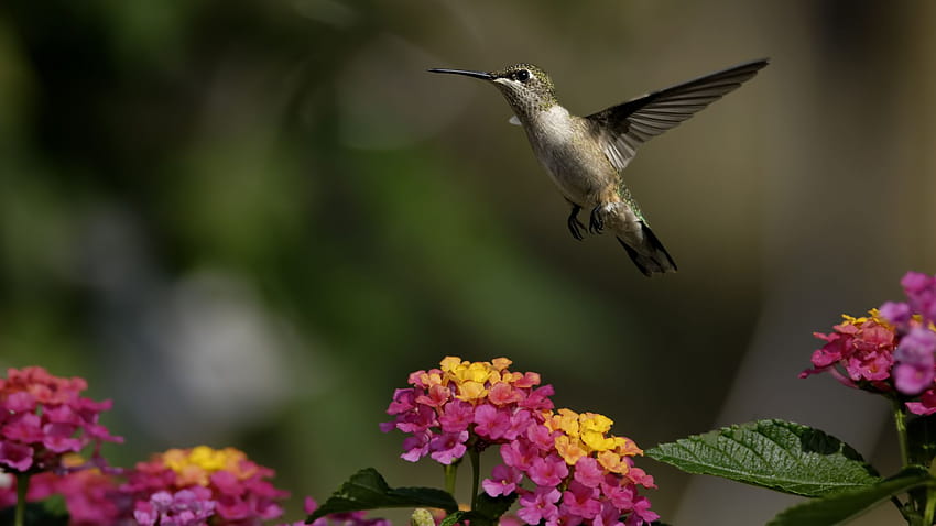 colibri, flowers, flight, blur, Animals, flutter of wings HD wallpaper