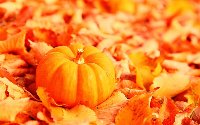 Calabaza en una alfombra de hojas, otoño de calabazas fondo de pantalla