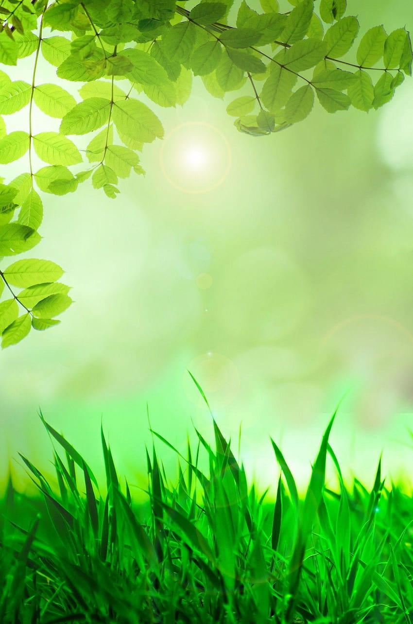 Natural Green Backgrounds Stock HD phone wallpaper | Pxfuel