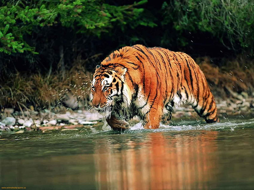 кралски бенгалски тигър HD тапет