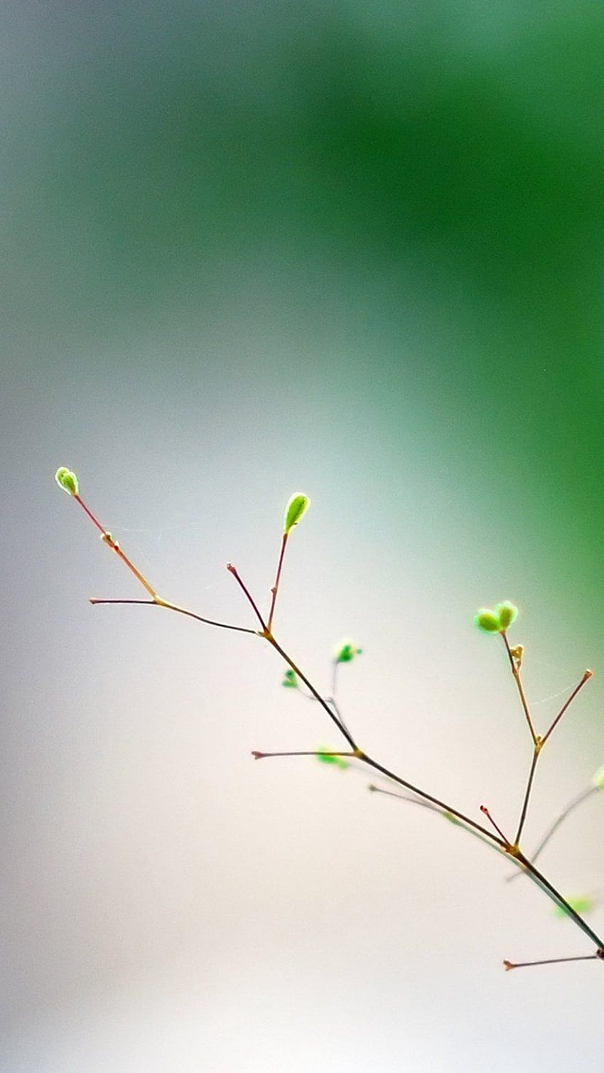 800x1420 minimalism spring macro branch [800x1420] for your , Mobile & Tablet, spring minimalist phone HD phone wallpaper