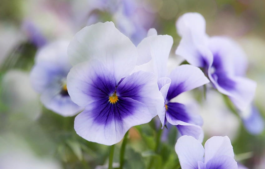 macro, spring, Pansy, violet, viola, purple with white, macro tiny white flower HD wallpaper