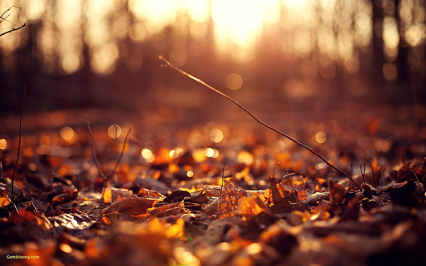 20 inspirujących niesamowitych scen jesiennych Tapeta HD