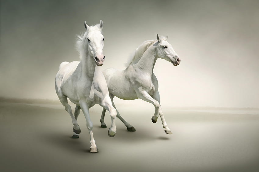 White Horse , mare animal HD wallpaper