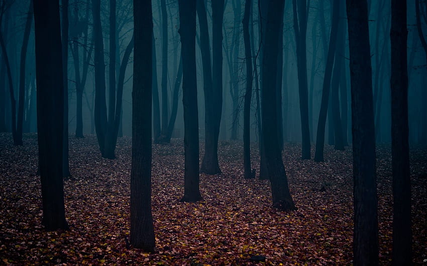 autumn forest night 3d for, good night forest HD wallpaper