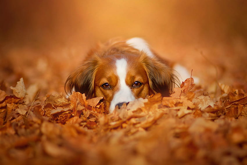 Autumn Pets, fall dogs HD wallpaper