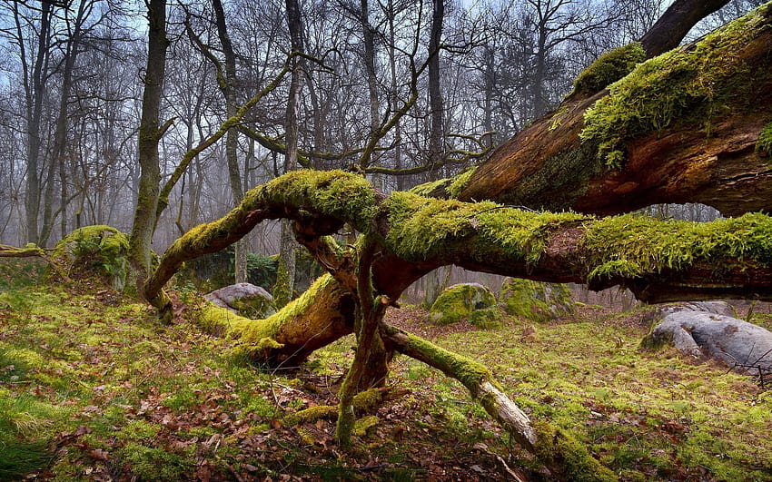 Mossy tree logs HD wallpaper