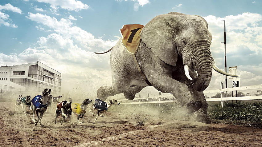 Creative design, dog and elephant race 1920x1200 HD wallpaper