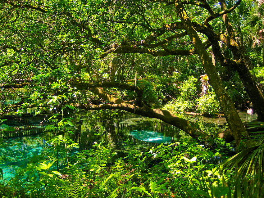 Национални гори във Флорида, хвойнови извори HD тапет