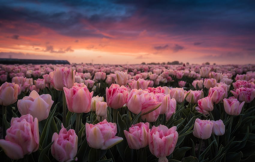 field, dawn, morning, tulips, pink, Netherlands, buds, a lot, plantation , section цветы, tulip field at dawn HD wallpaper