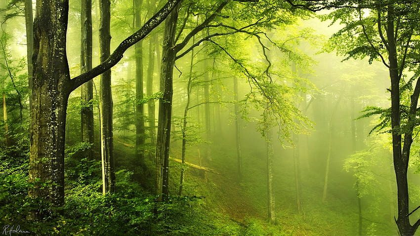 beautiful green forest, aesthetic green forest HD wallpaper