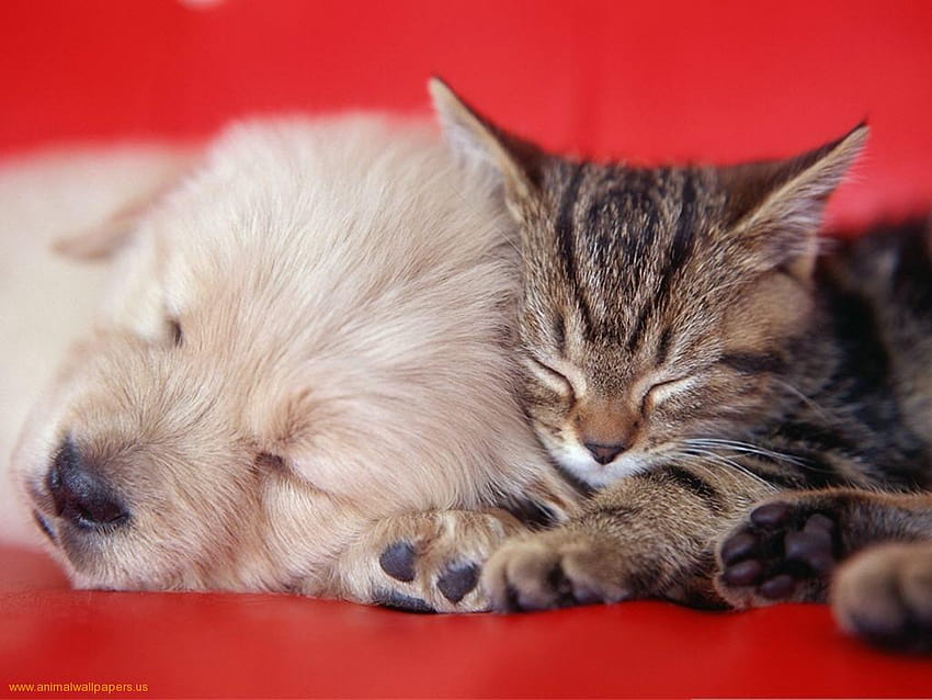 Kittens And Puppies Group, chicken and cat sleeping together HD wallpaper