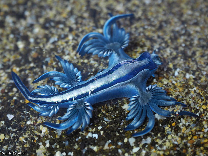 Go to sea for science! on Twitter:, blue glaucus animal HD wallpaper