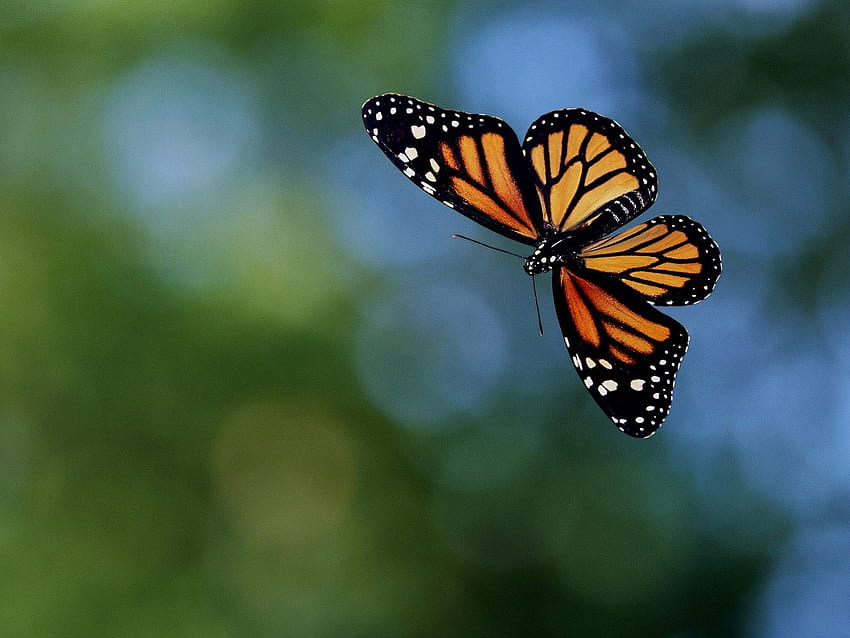Monarch in Flight, common tiger butterfly HD wallpaper
