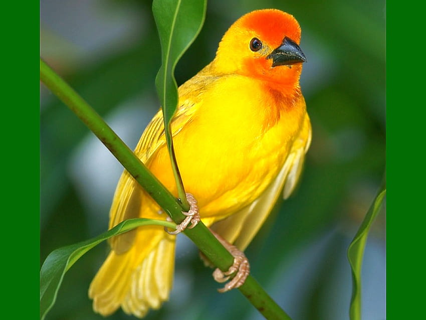 beautiful yellow birds