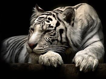 3D White Tiger Prowling in Fantasy Jungle · Creative Fabrica