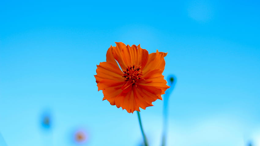 5120x2880 orange flower, blur, spring, portrait, background, 436 HD wallpaper