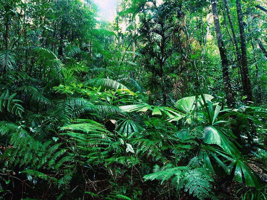 Amazon Forest, amazon rainforest HD wallpaper
