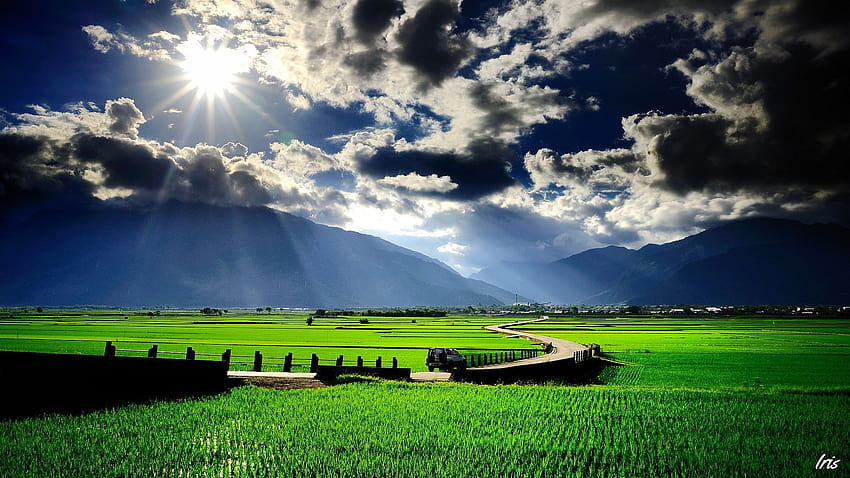 Impresionante campo, vista de campo de arroz. fondo de pantalla