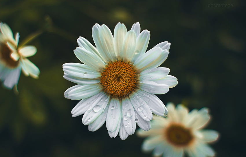 Blume, Sommer, Tropfen, Blumen, Regen, Gänseblümchen, dobraatebe, Abschnitt цветы, Sommer lateinisch HD-Hintergrundbild