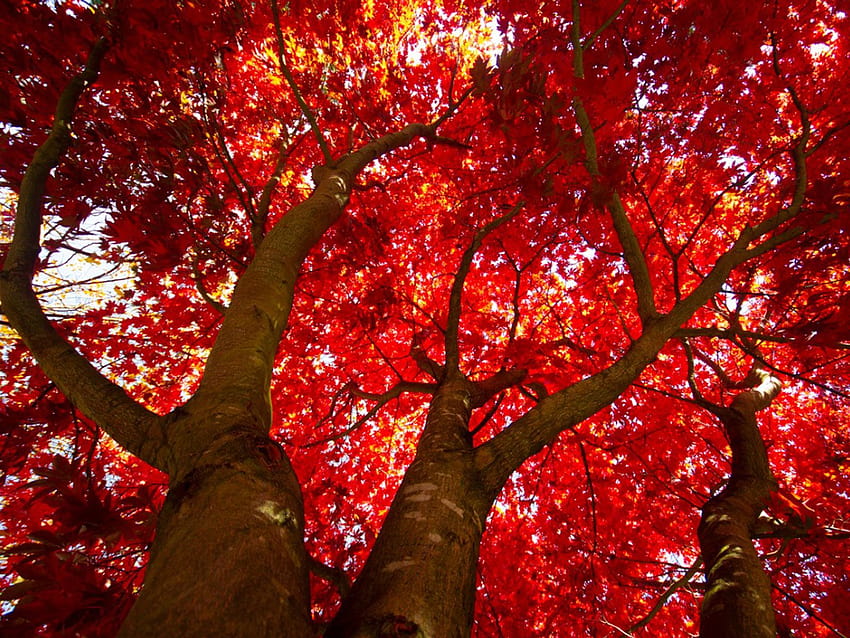 Red Maple Tree Care And Planting, japanese maple tree HD wallpaper