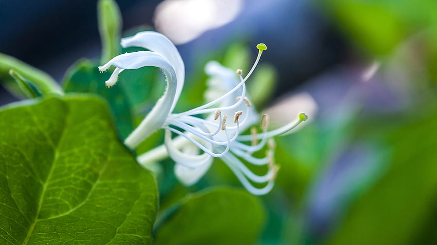 Japanese honeysuckle: Amazing color HD wallpaper